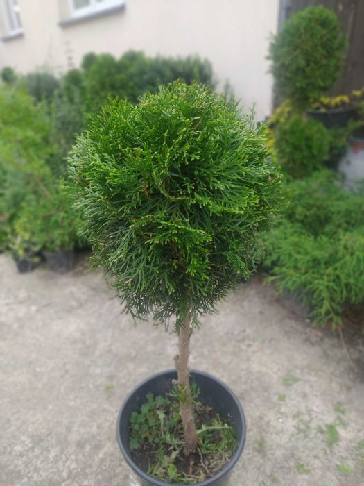 Tuja Szmaragd formowana