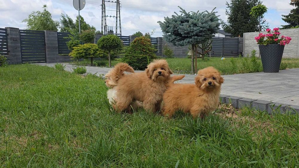 Maltipoo szczeniak