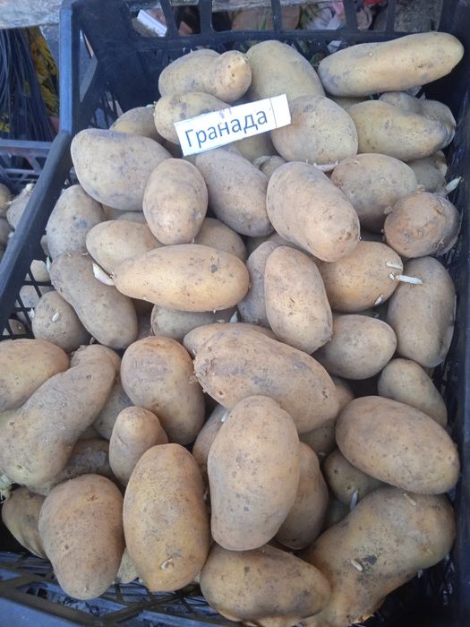 Посадкова картопля