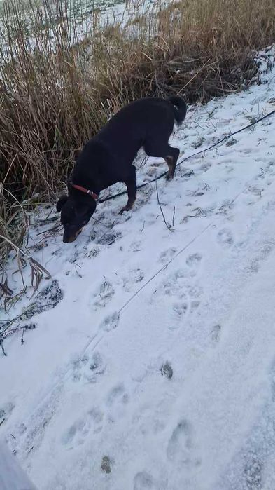 Oddam pieska kundelka