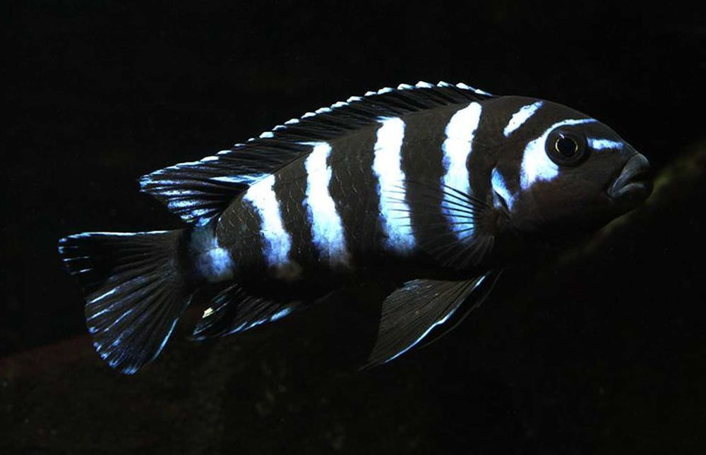 Chindongo demasoni - Malawik pasiasty - dowóz, wysyłka
