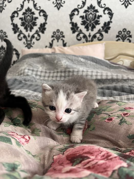 Віддам кошенят БЕЗКОШТОВНО