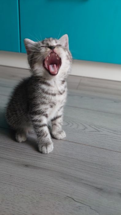 Кошеня Шотландське Скотіш страйт