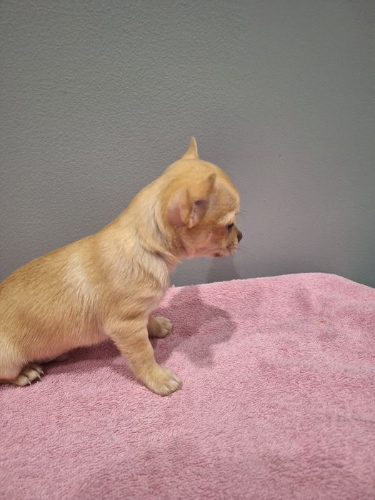 Sunia 10tyg mini gotowe do odbioru