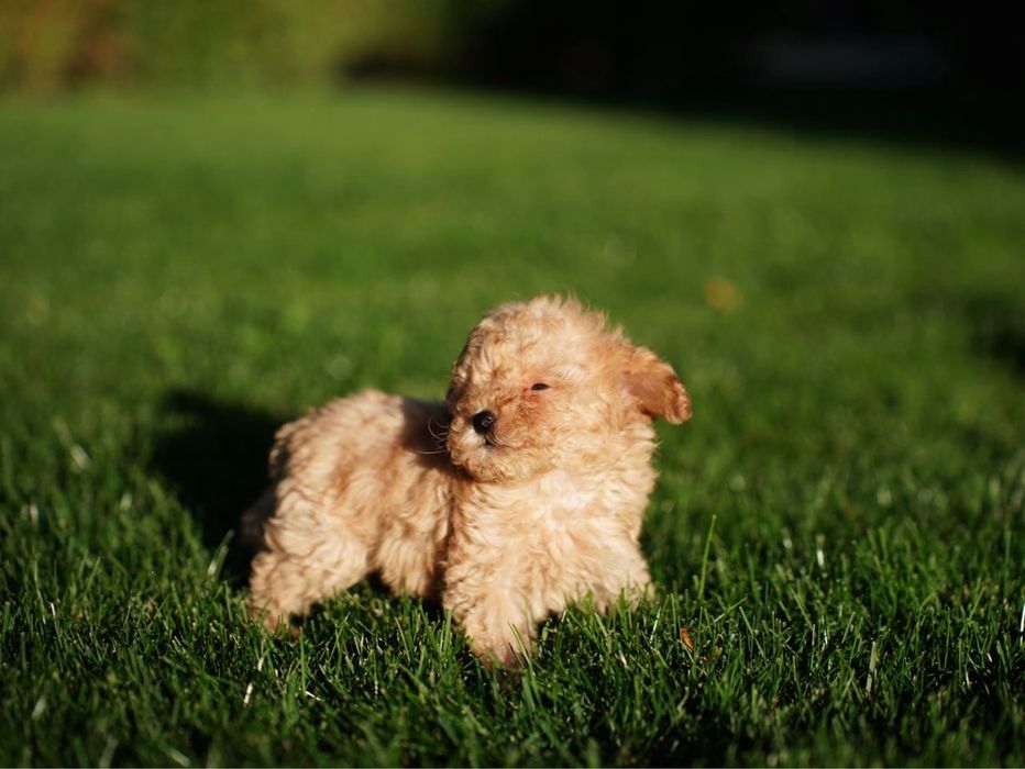 Хлопчик мальтіпу – малюк, що принесе у дім теплоту та радість