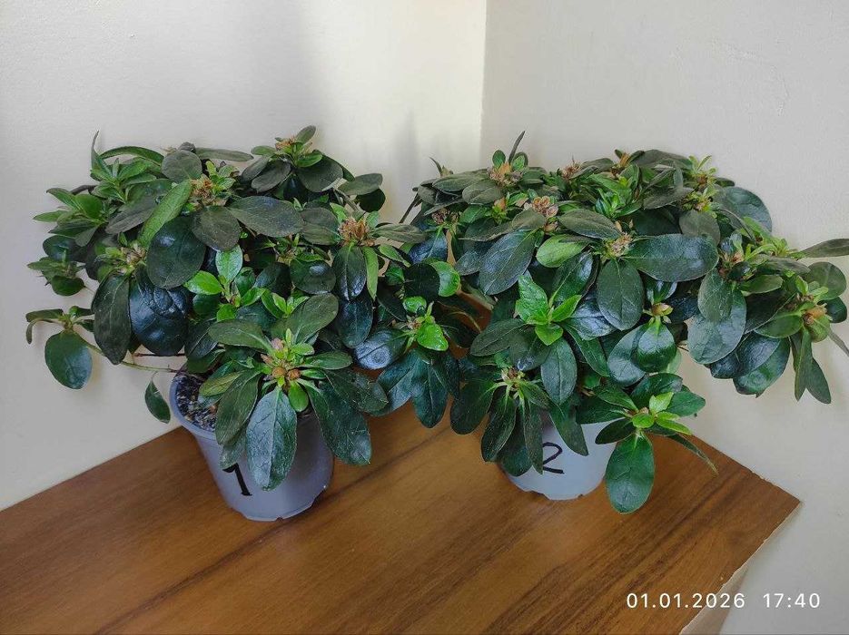 Азалії (відквіташки)