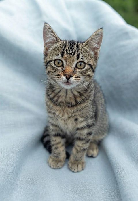 котенок в поисках семьи. котята ищут дом