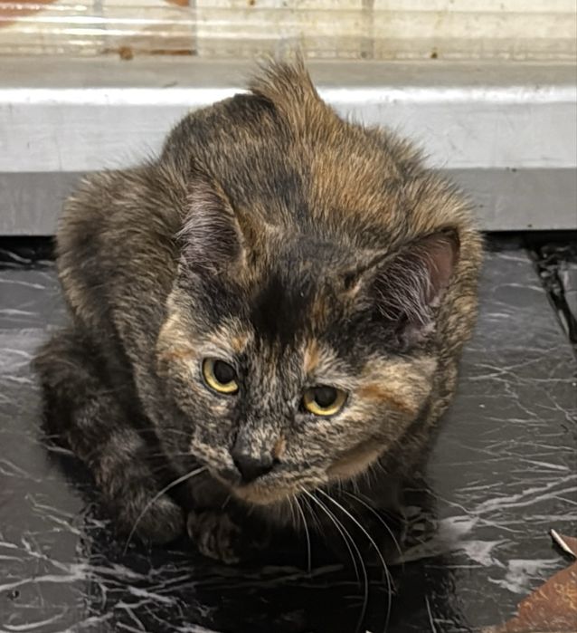 Котенок кошечка в хорошие руки