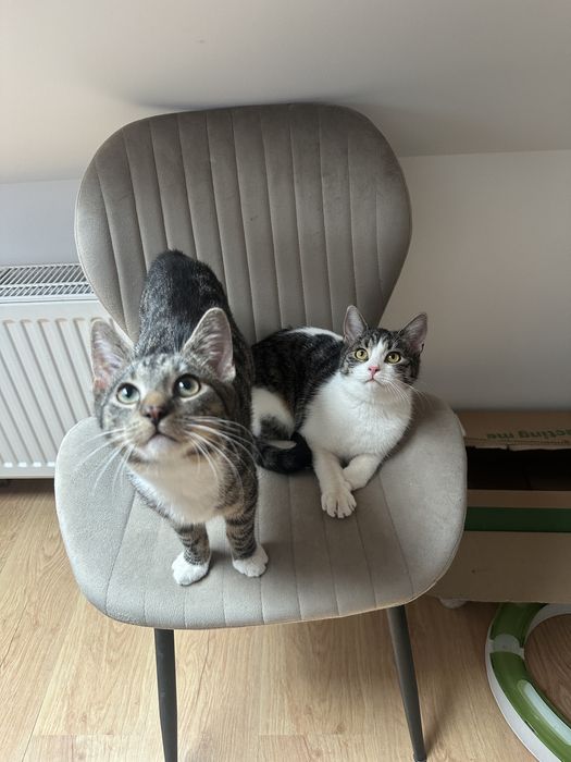 Młodziutka kotka Zorza