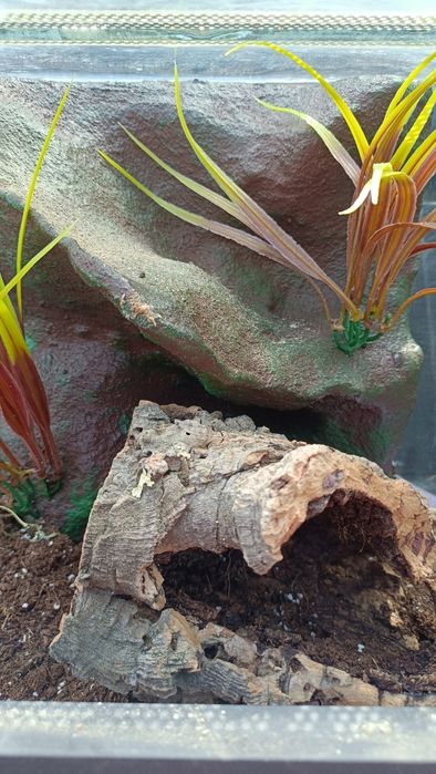 Terrarium szklane