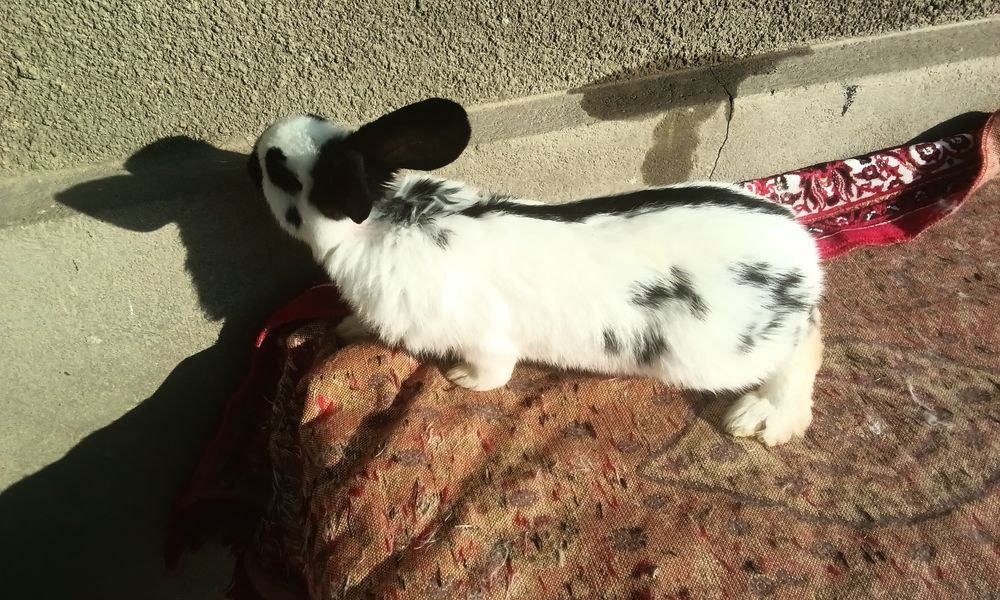 Строкач чорно рябий , хлопчики, вік 2 місяці, дзвоніть.