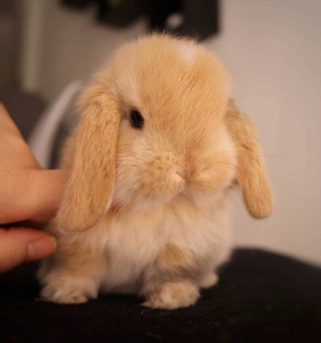 KIT Coelhos anões orelhudos, mini lop super inteligentes e dóceis