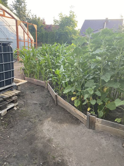 Ekologiczne warzywa i owocowe z poletka w Mirkowie ul. Kalinowa 3A