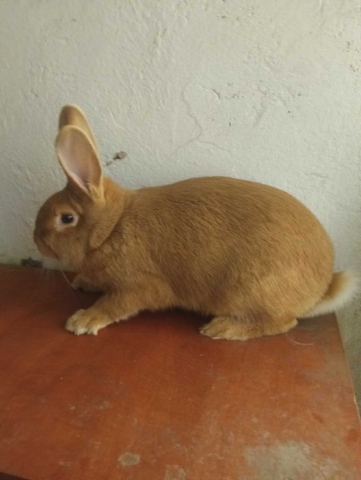 Króliki Burgundzkie samice