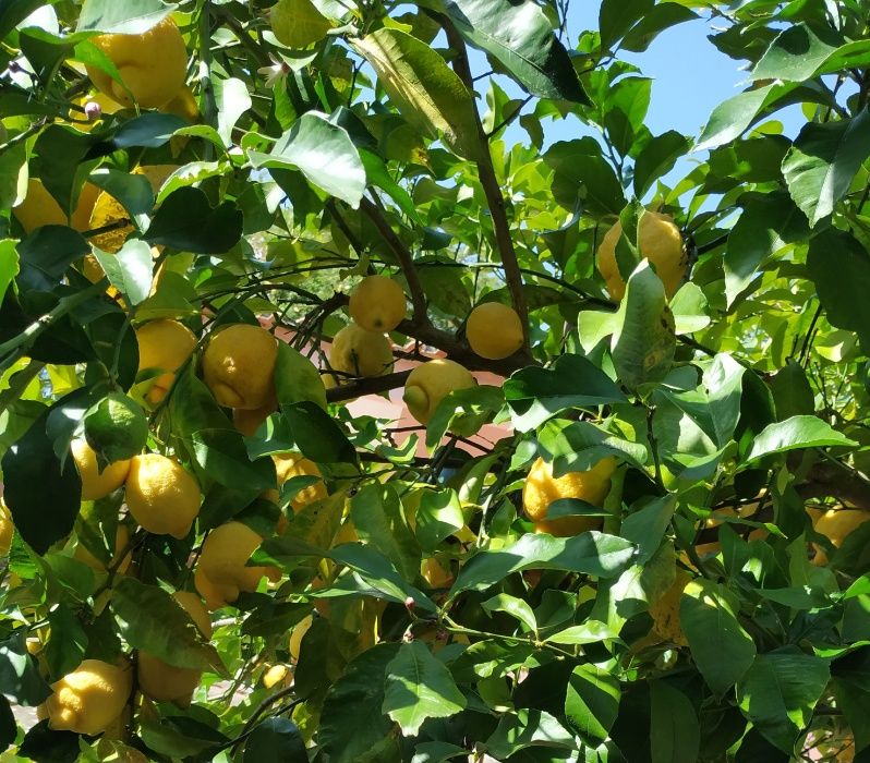 Limão / Limões biológicos de Qualidade (1 kg)