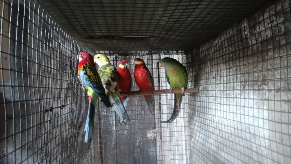 Aves em excelente estado