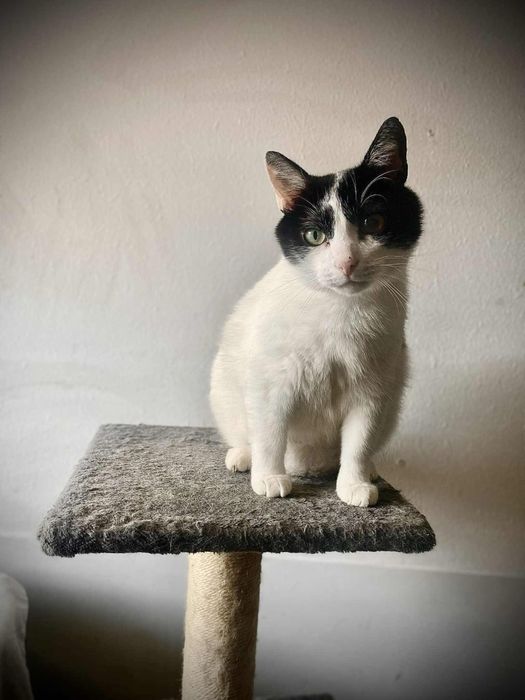 Duży kocurek Bodzio szuka domu!