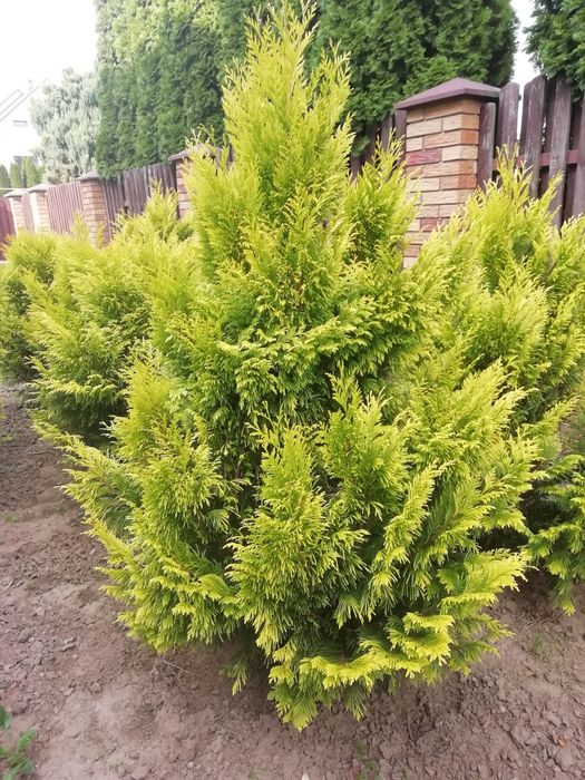 Туя smaragd смарагд