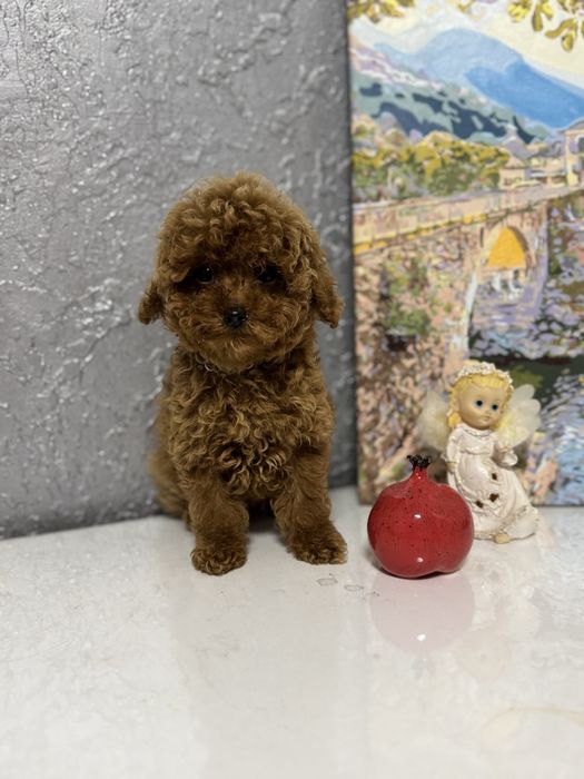 Єдиний хлопчик той пудель 3,5 місяці | FCI |Toy poodle ready to move