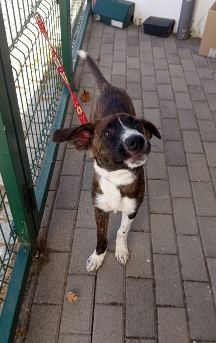 Cadelinha de 5 mesinhos para adopção responsável