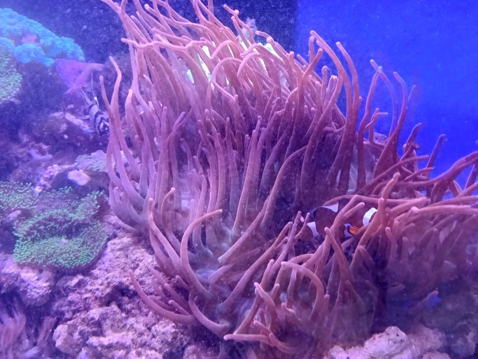 OKAZJA 2 x Amphiprion ocellaris + ukwiał quadricolor + 3 miękasy