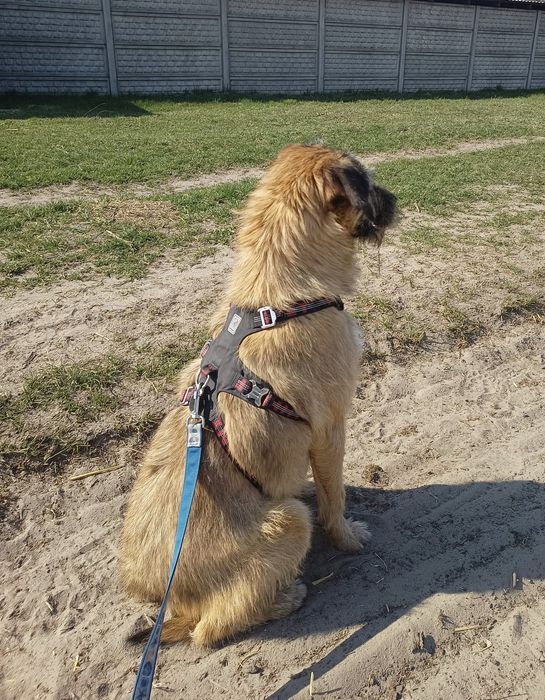 Roczna Dosia do adopcji
