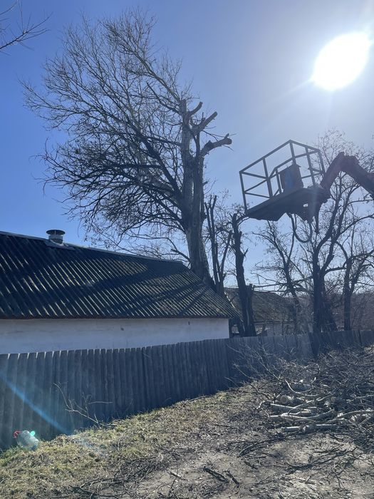 Спил деревьев с вышкой и без Вывоз Бесплатно