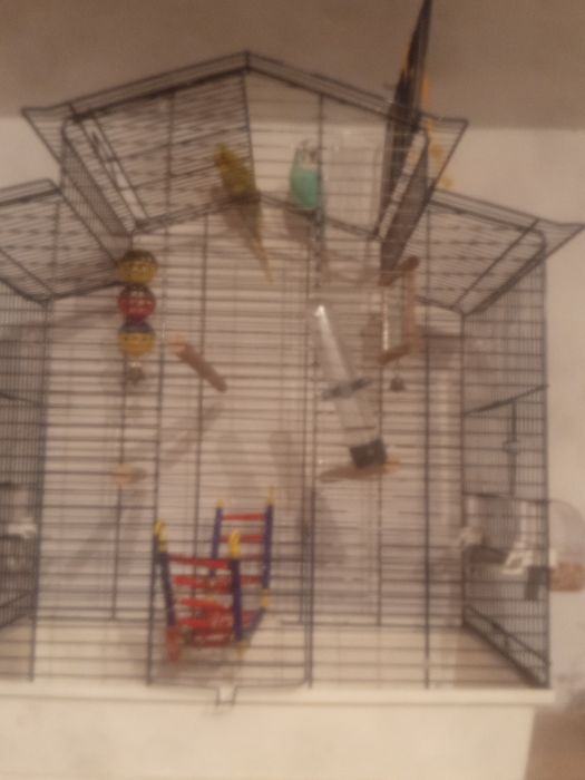 Sprzedam parkę Papug Falistych  z klatką i całym wyposażeniem