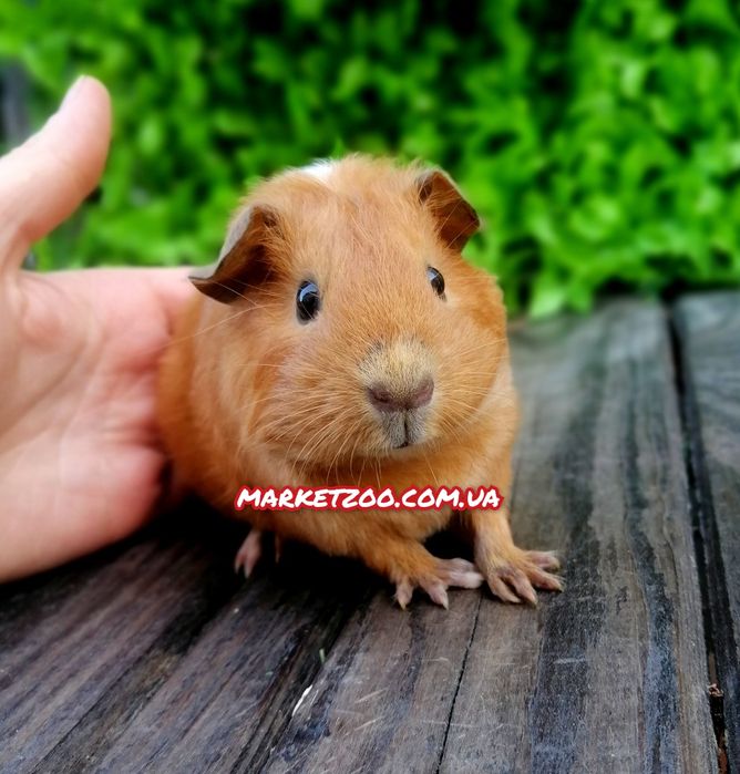 Морская свинка, морська свинка, морские свинки,морські свинки