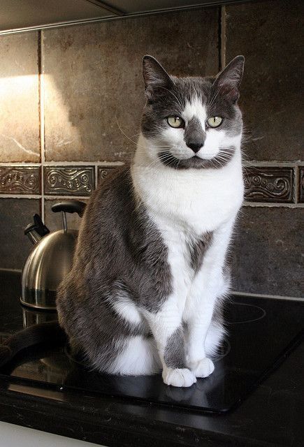 Gatos para adoção