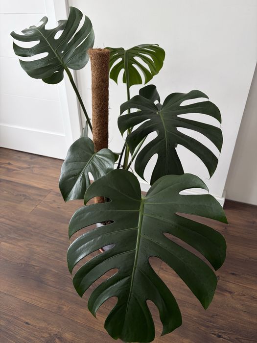 Monstera deliciosa