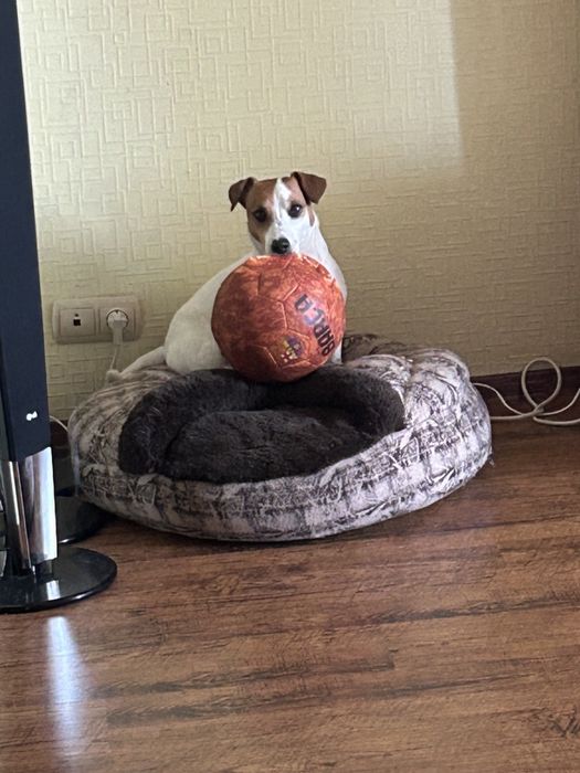 В'язка Джек Рассел