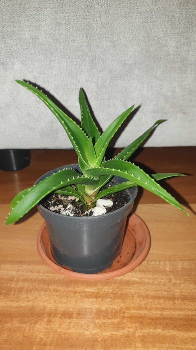 Aloes zielony, rosnący