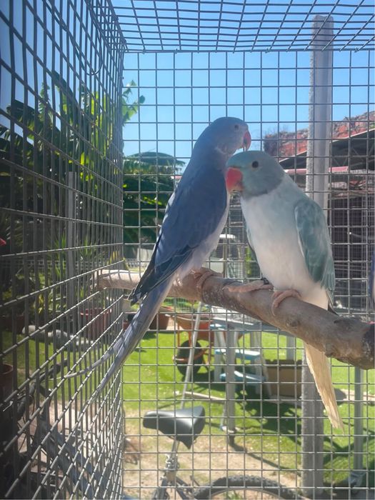 Ringneck Azul opalico CC