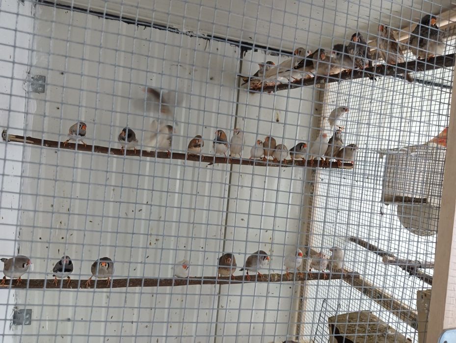 Passaros mandarins gigantes