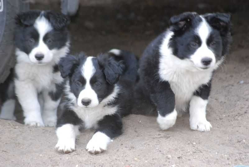 PIESEK Border Collie czarno biały , gotowy do odbioru