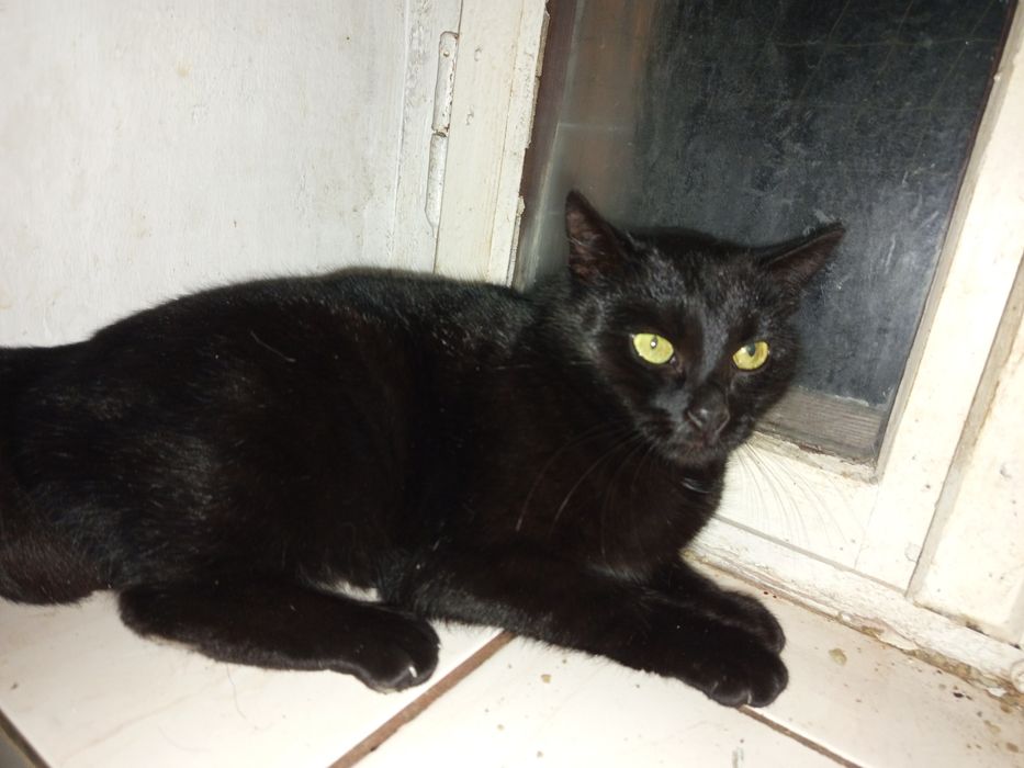 Dracula poleca się do adopcji