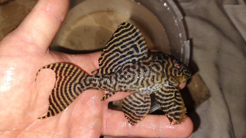 SAMIEC Hypancistrus L236 Premium RB Line/Zbrojnik/Glonojad/ WYSYŁKA