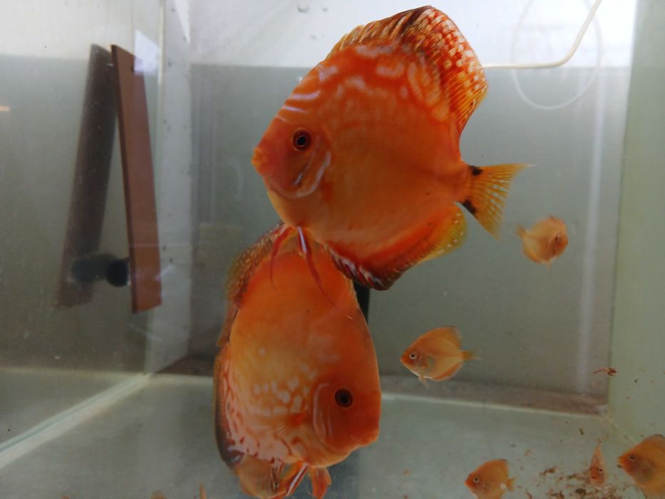 Paletki  Dyskowce roczna para, pierwszy miot