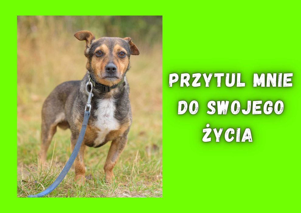 MILMO - marzy o nowym domu i rodzinie