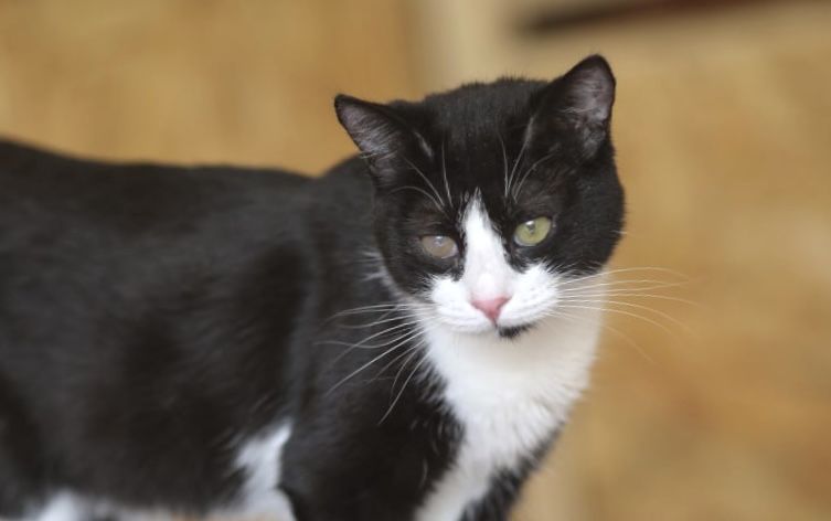 Вива 1 год, кошка, двухцветная кошка