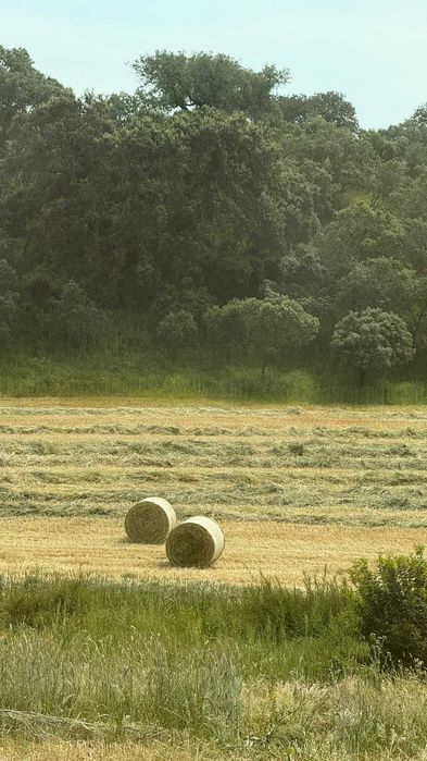Fardos de Feno e Fenosilagem MPB,   mistura de triticale e azevém.