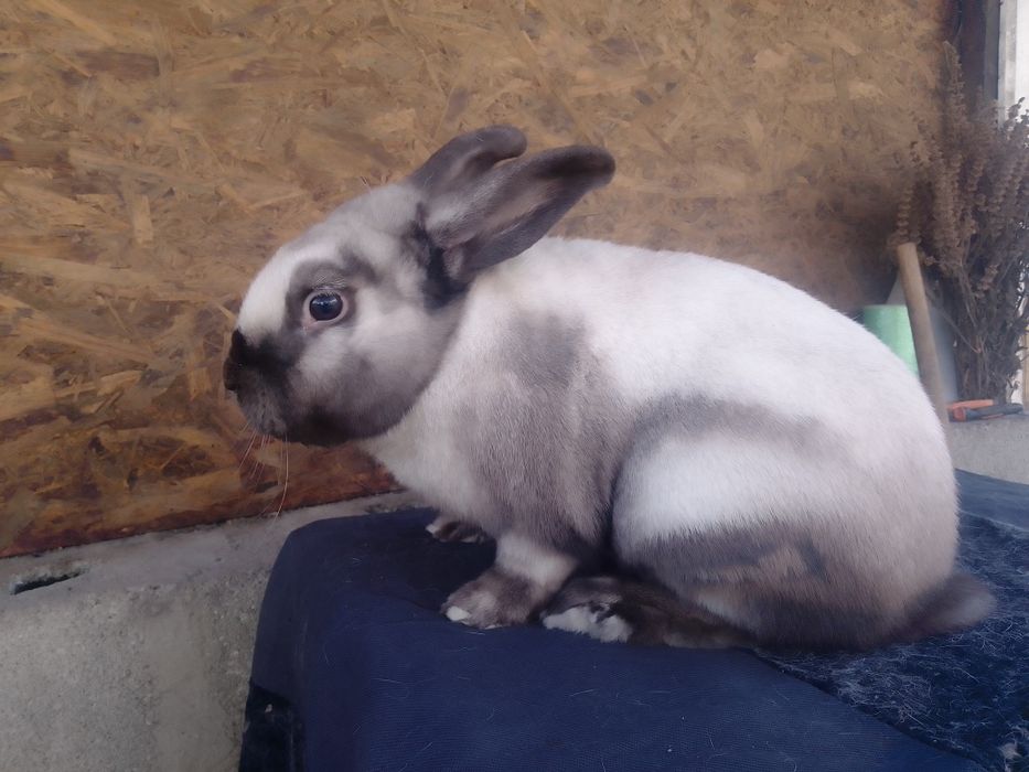 Самець  Саландер