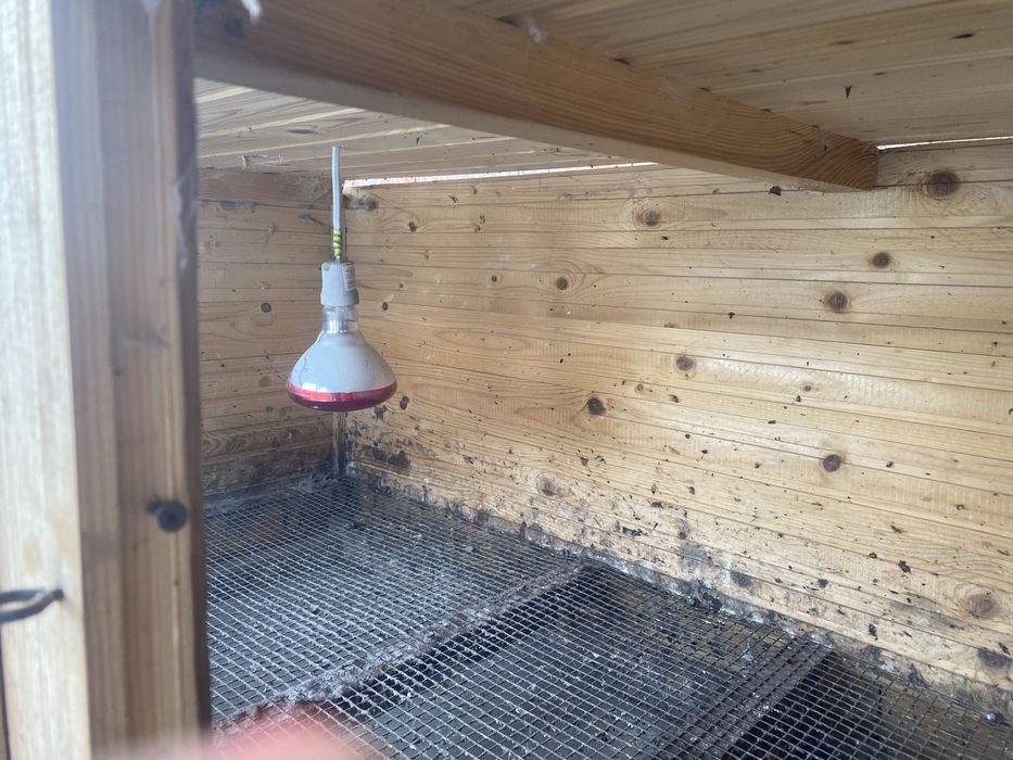 Брудер для курчат