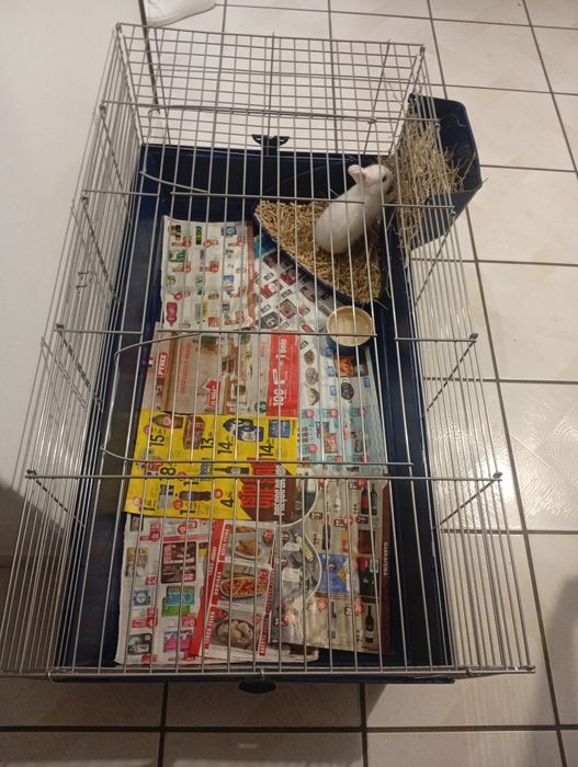 Gaiola para coelho anao