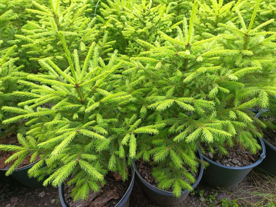 Ялина Європейська, Ель Европейская