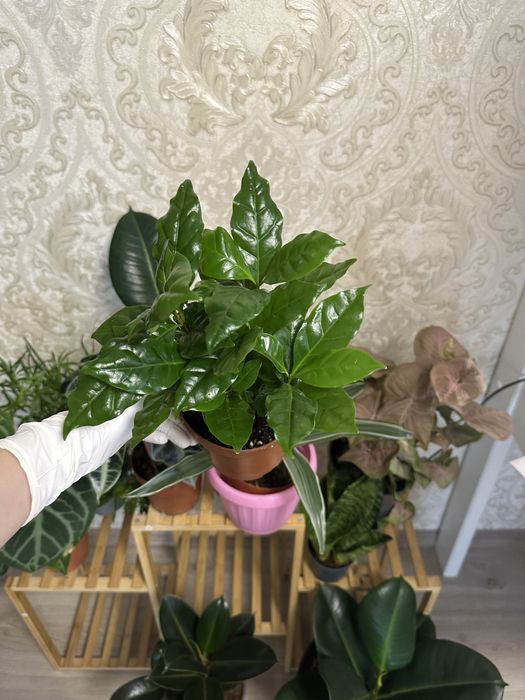 Кімнатні квіти Рослини