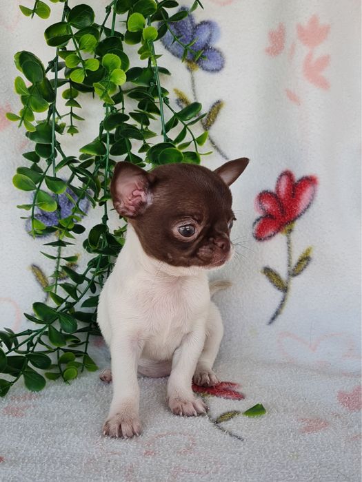 Excelente super miniatura menina Chihuahua/Chiuaua LinhagemRussa de Qualidade