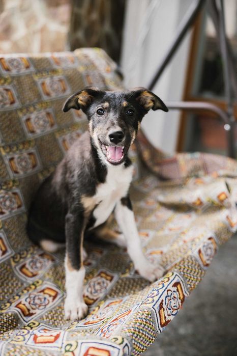 Цуценя безкоштовно. Дівчинка