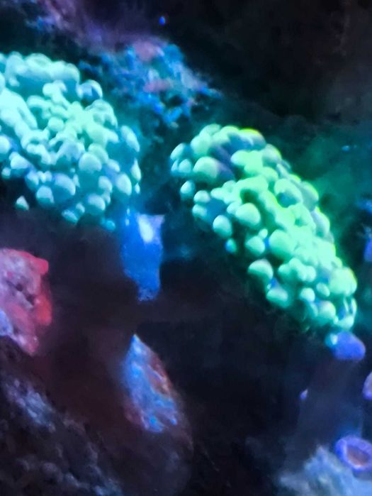 akwarium morskie euphyllia szczepki